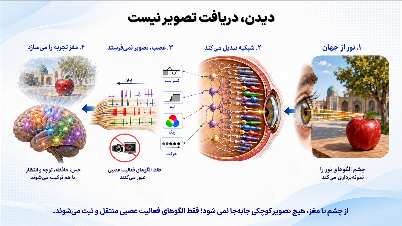 از دیدن تا مغز